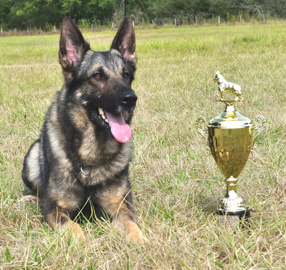 Jason Lake working with dogs or participating in Schutzhund IGP dog sport