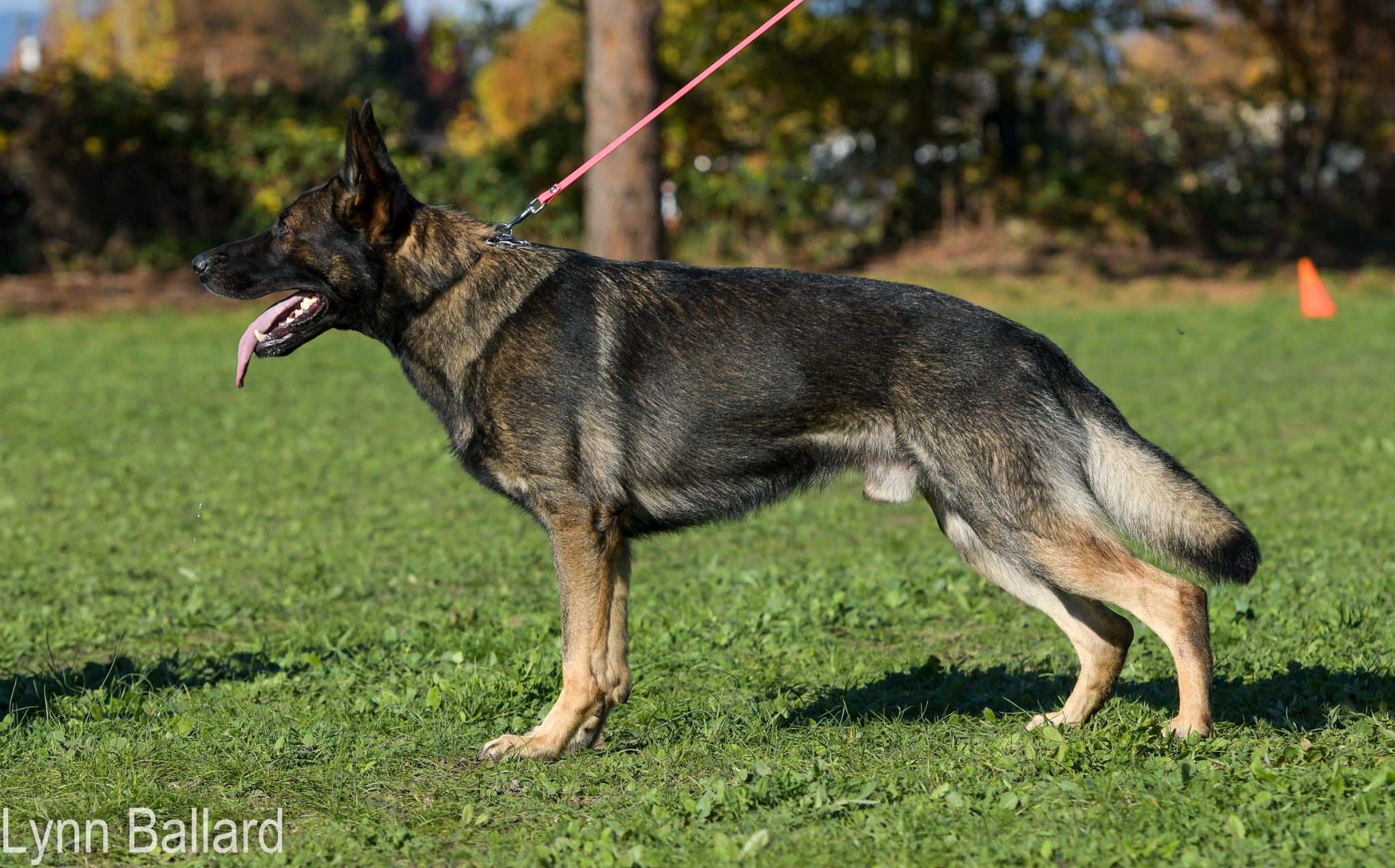German Shepherd profile