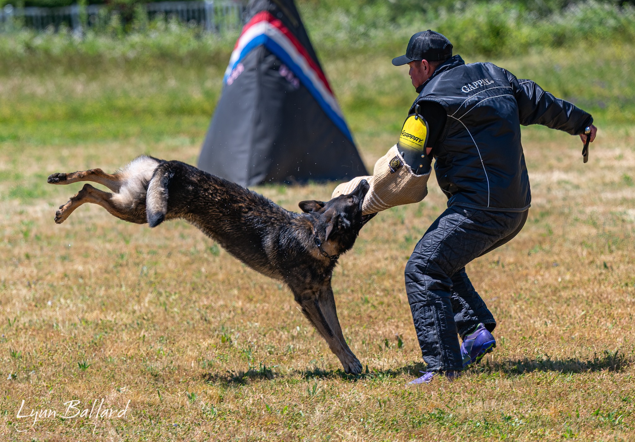 German Shepherd protection work