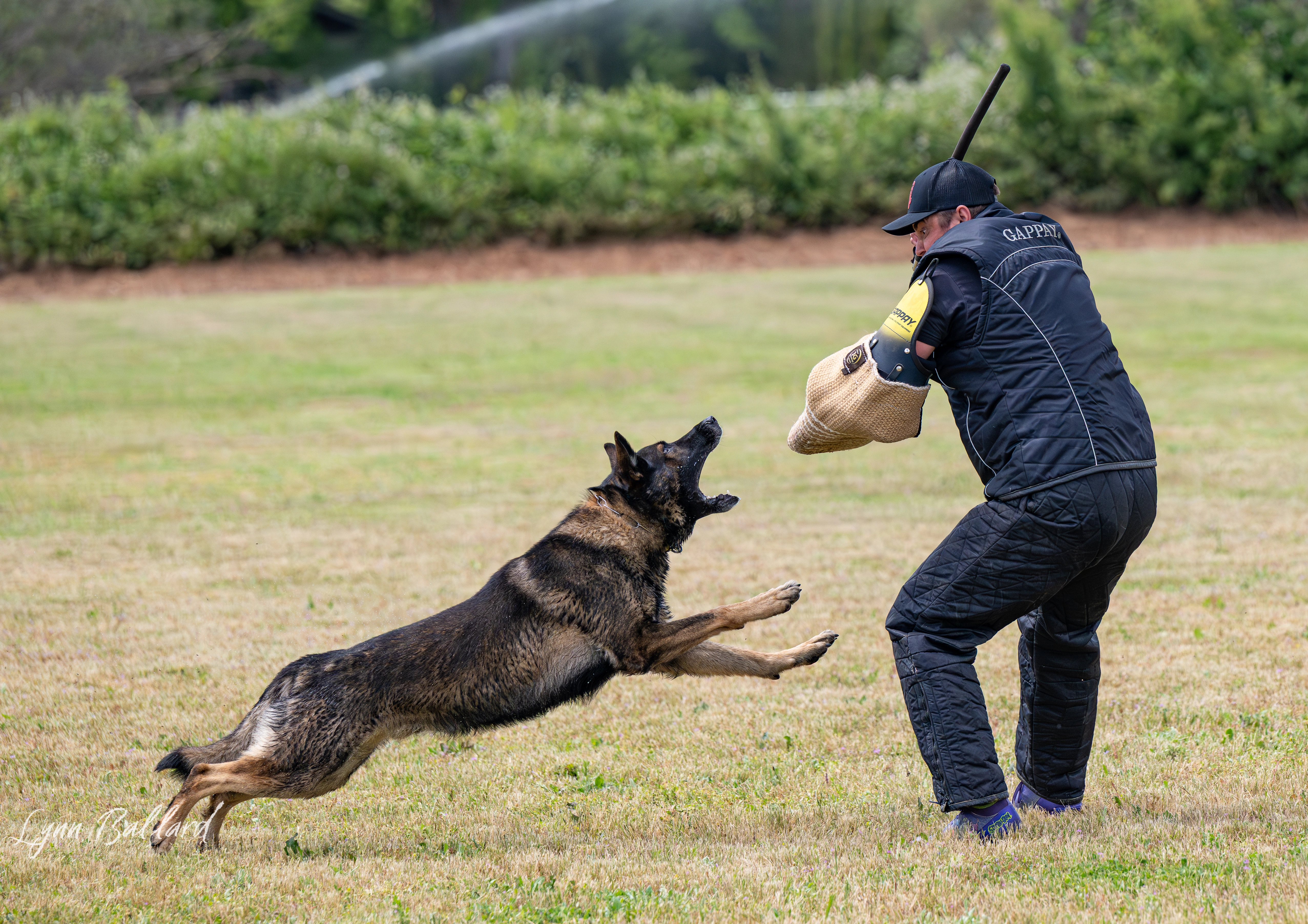 Jason Lake working dog training photo