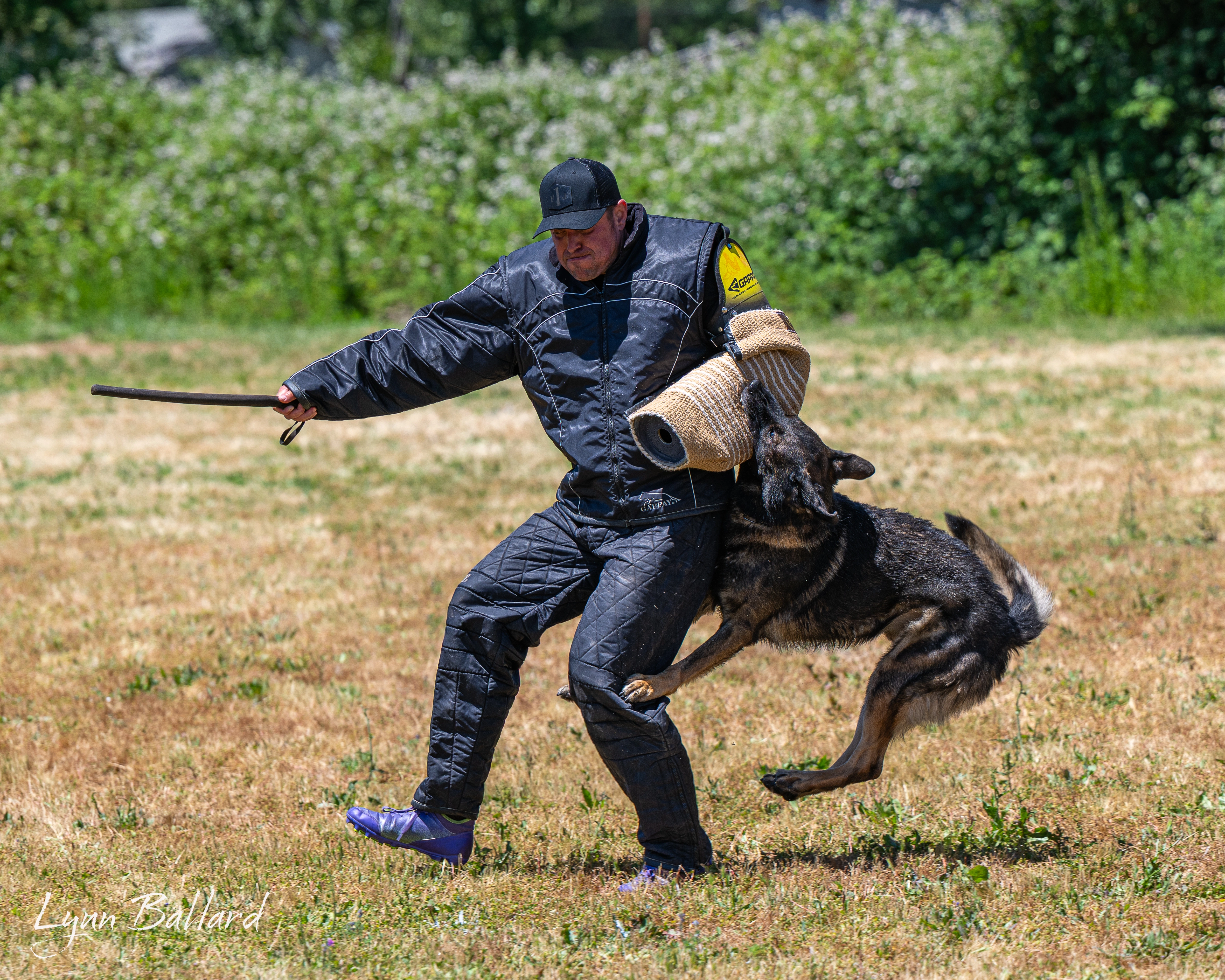 Jason Lake working dog training photo