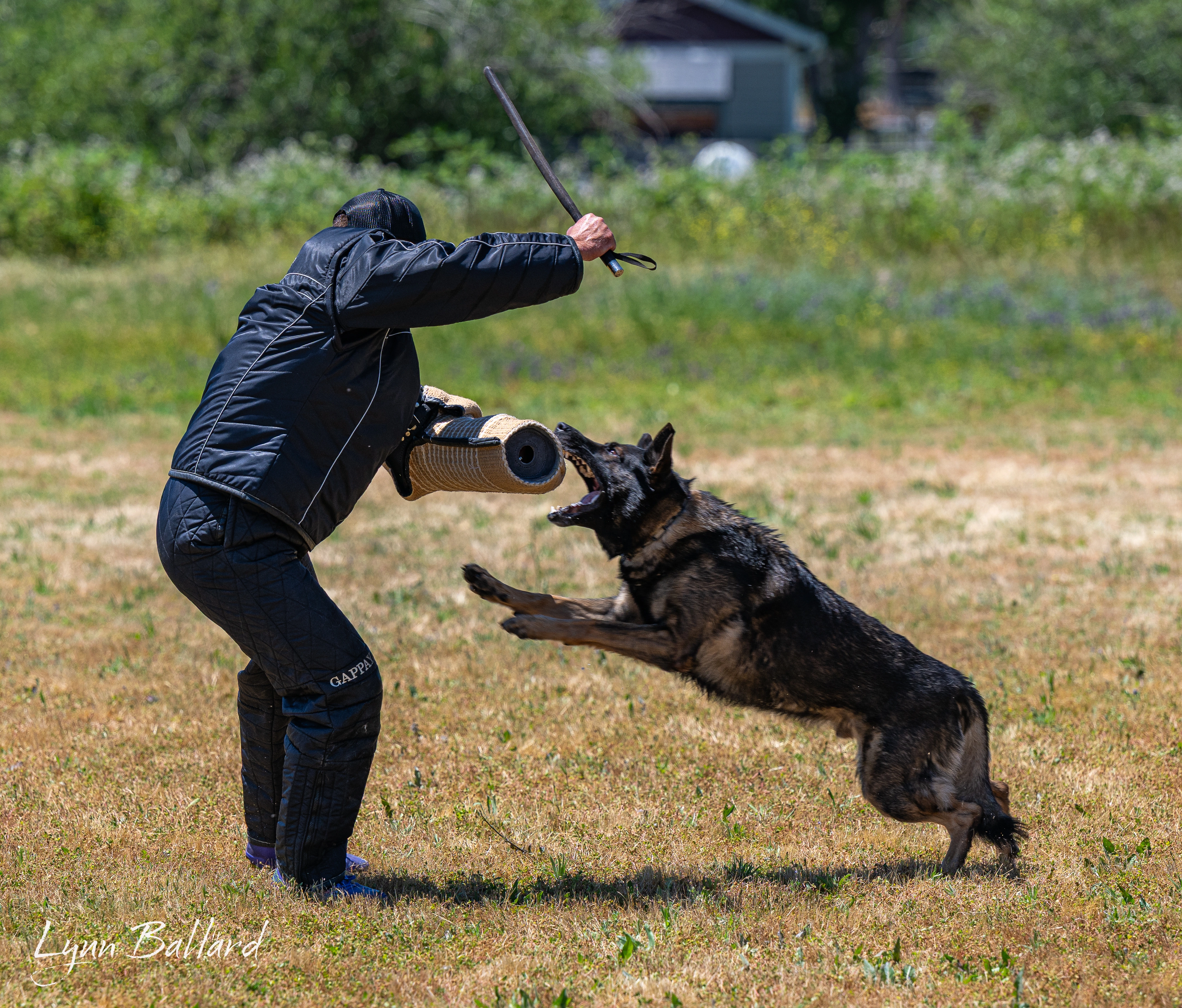 Meet Jason Lake dog lover and trainer