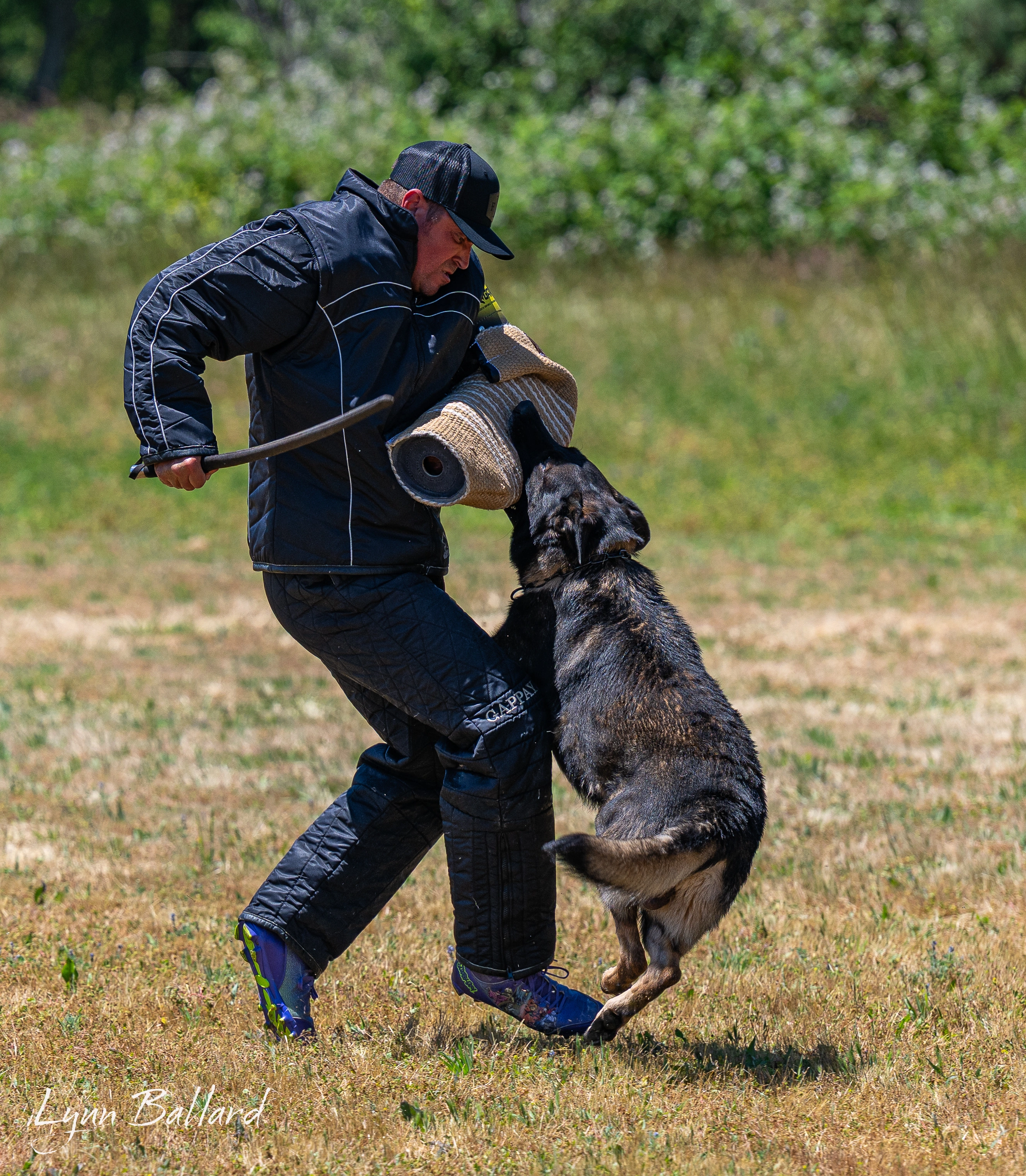 Jason Lake focused dog training photo