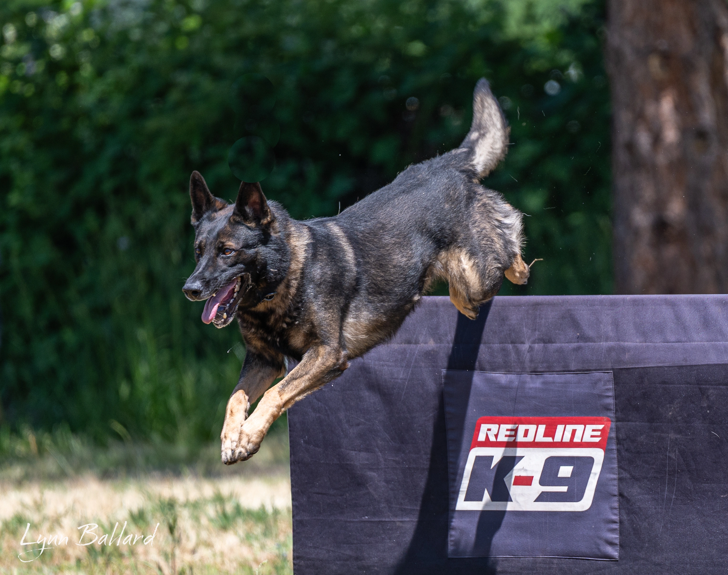 Jason Lake dog training lifestyle photo