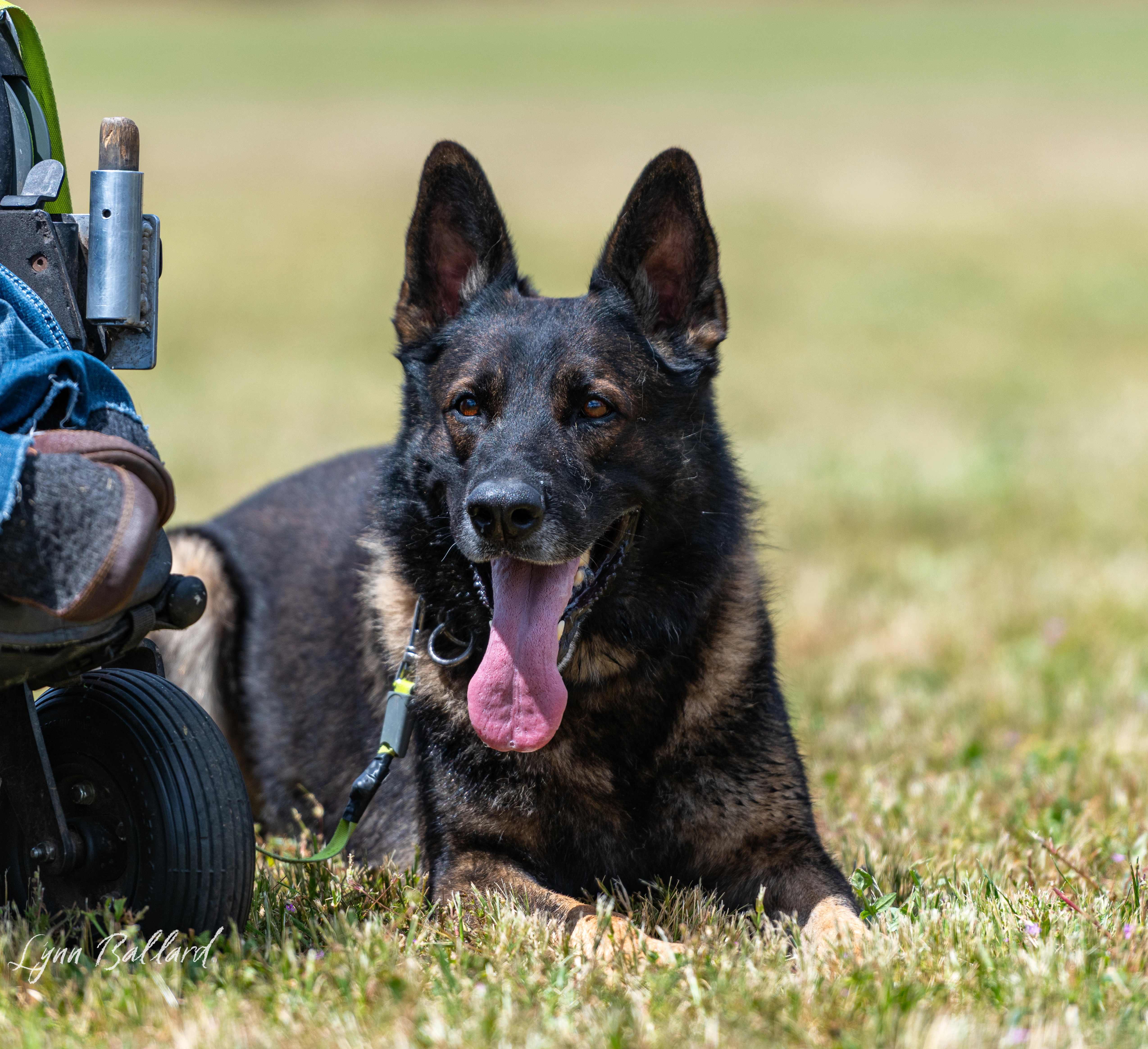 Jason Lake dog lover website photo