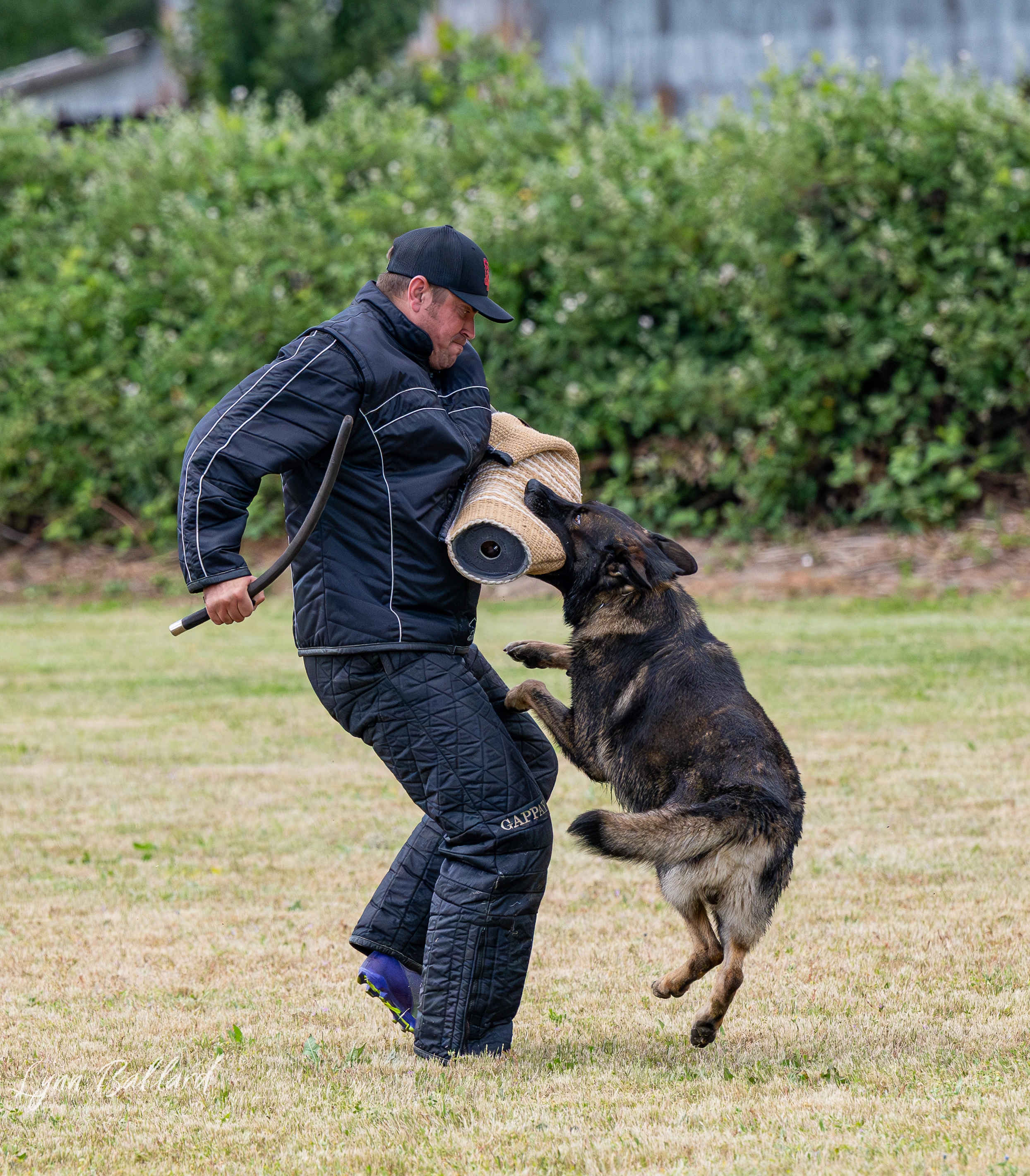 Jason Lake focused dog training photo