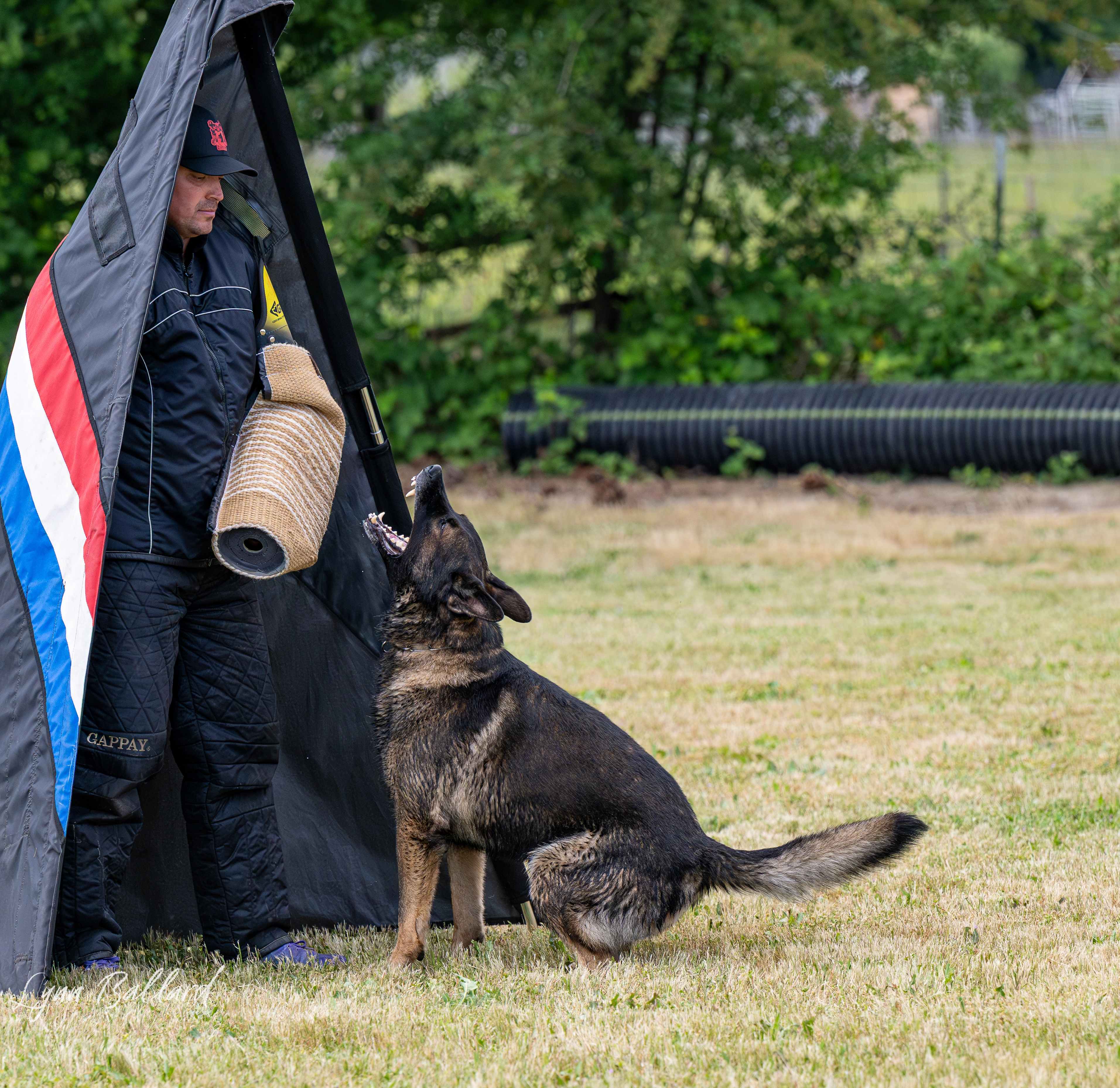 Jason Lake dog lover website photo