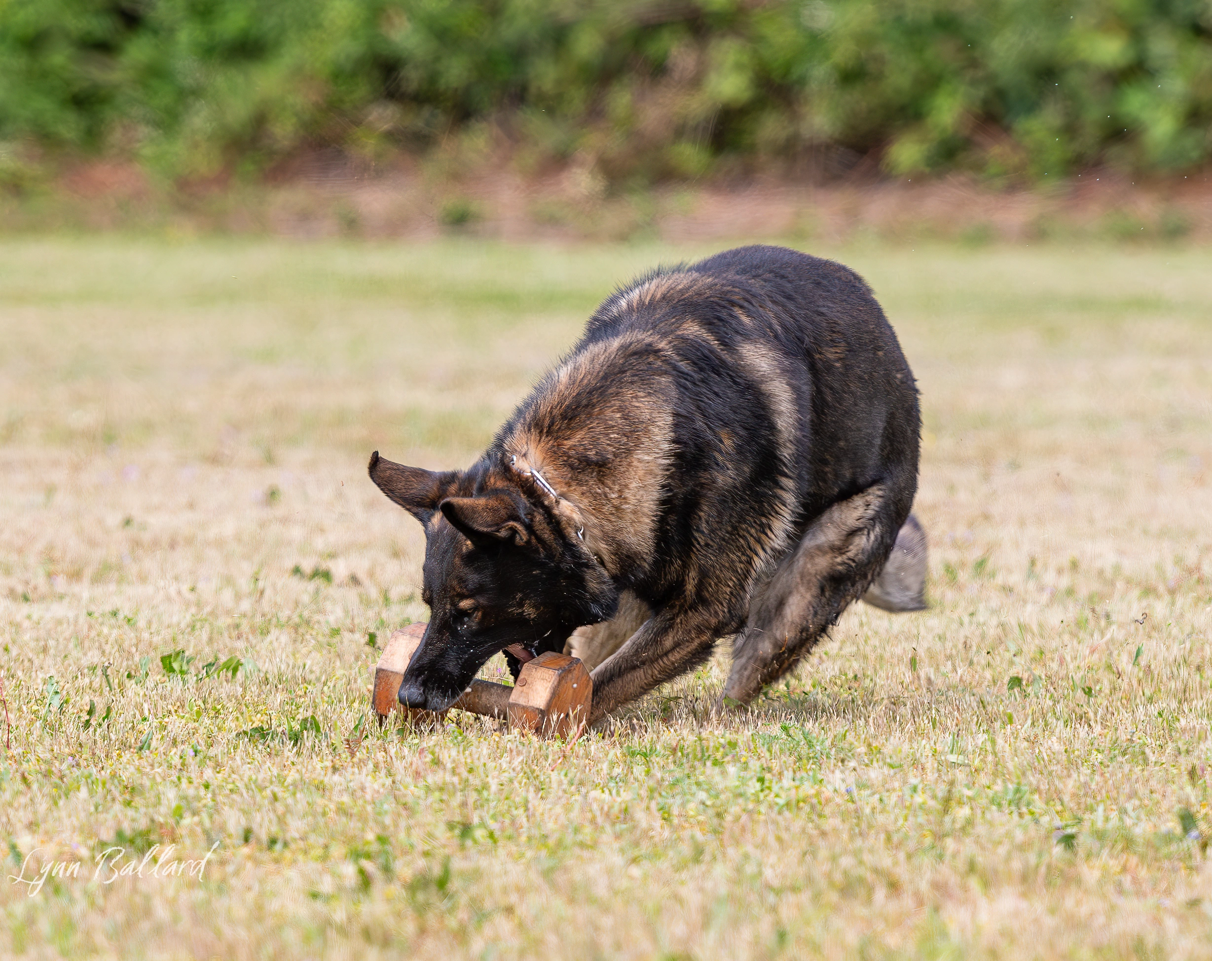 Jason Lake dog training lifestyle photo