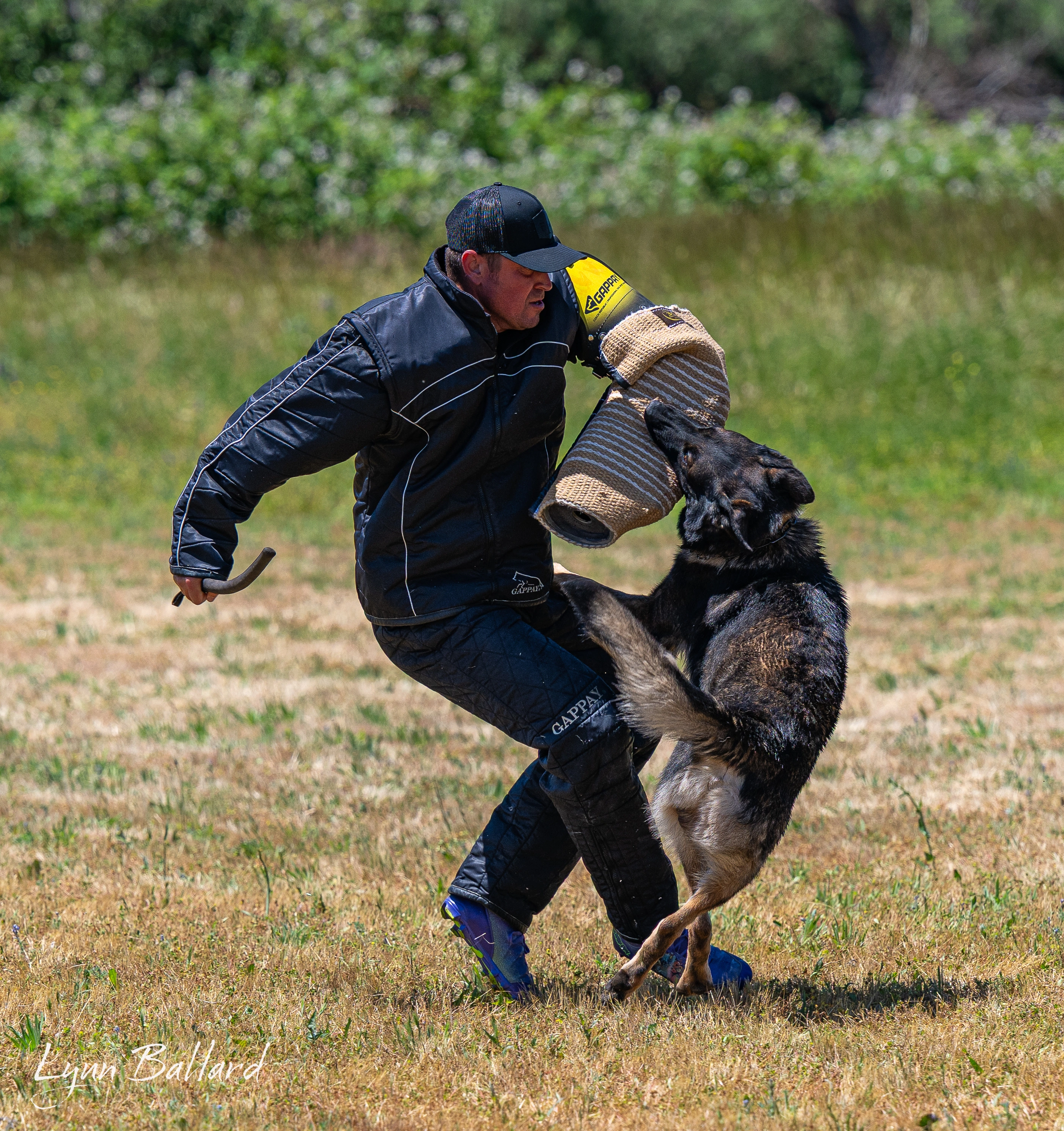Jason Lake dog lover website photo