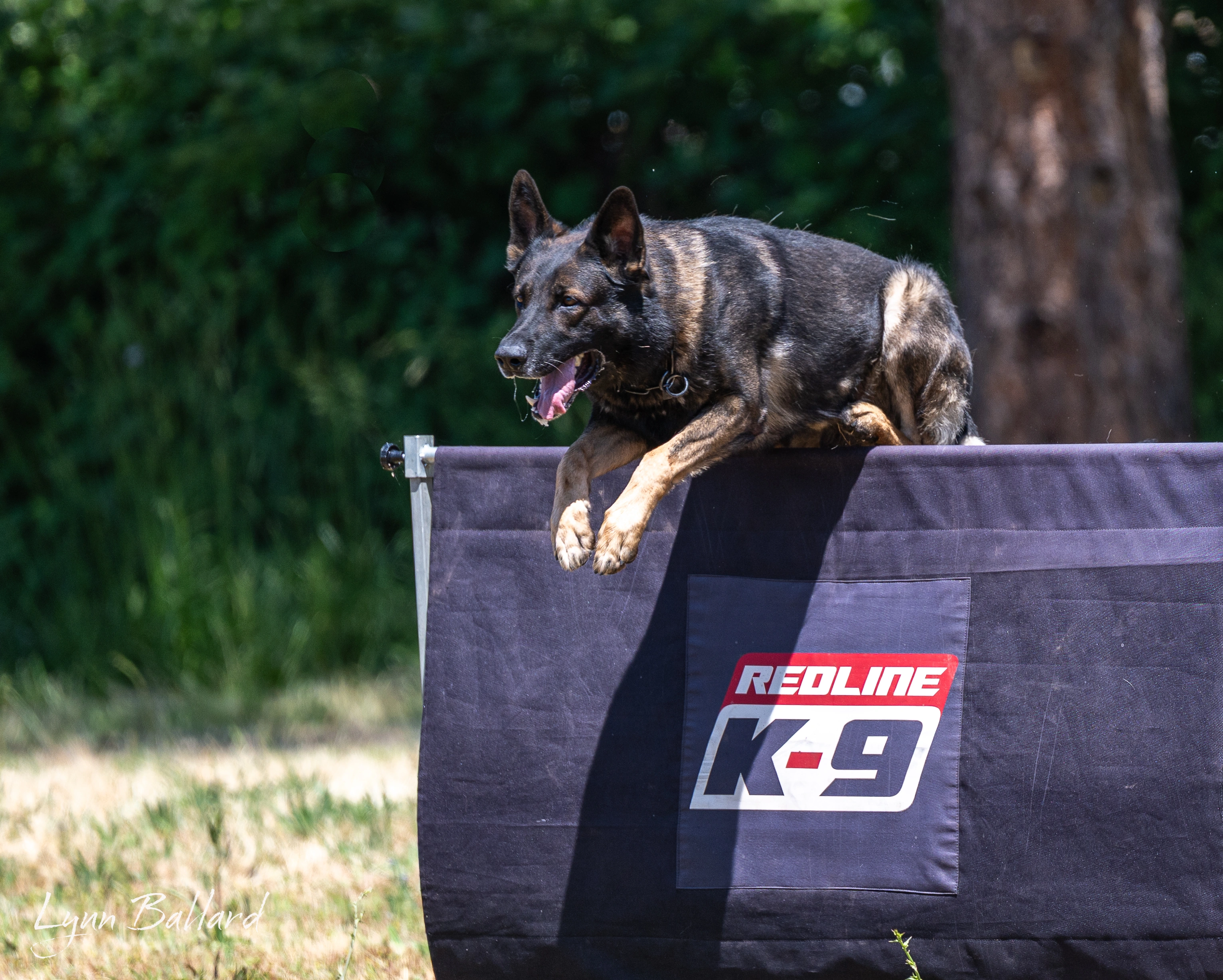 Jason Lake working dog training photo