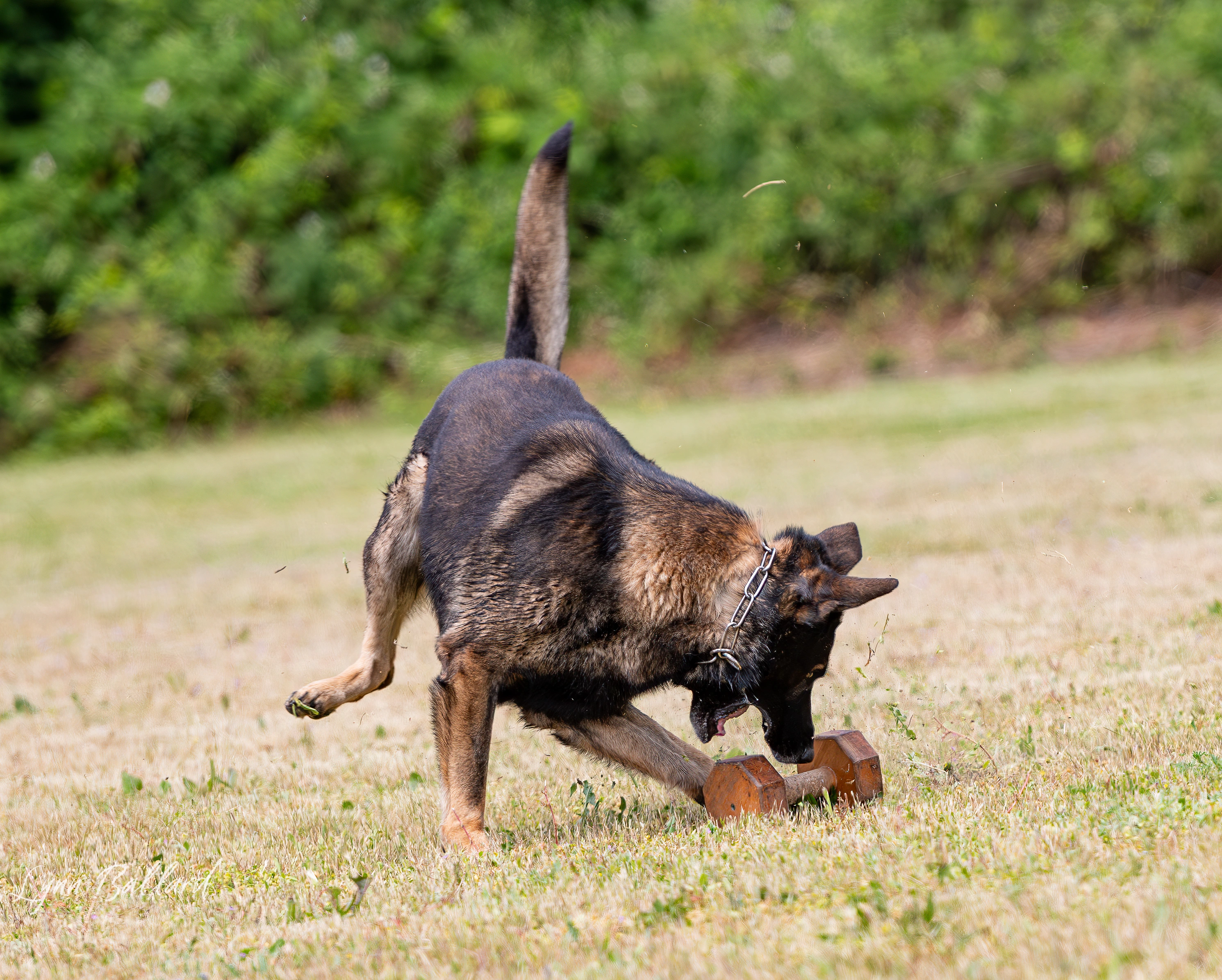 Jason Lake focused dog training photo